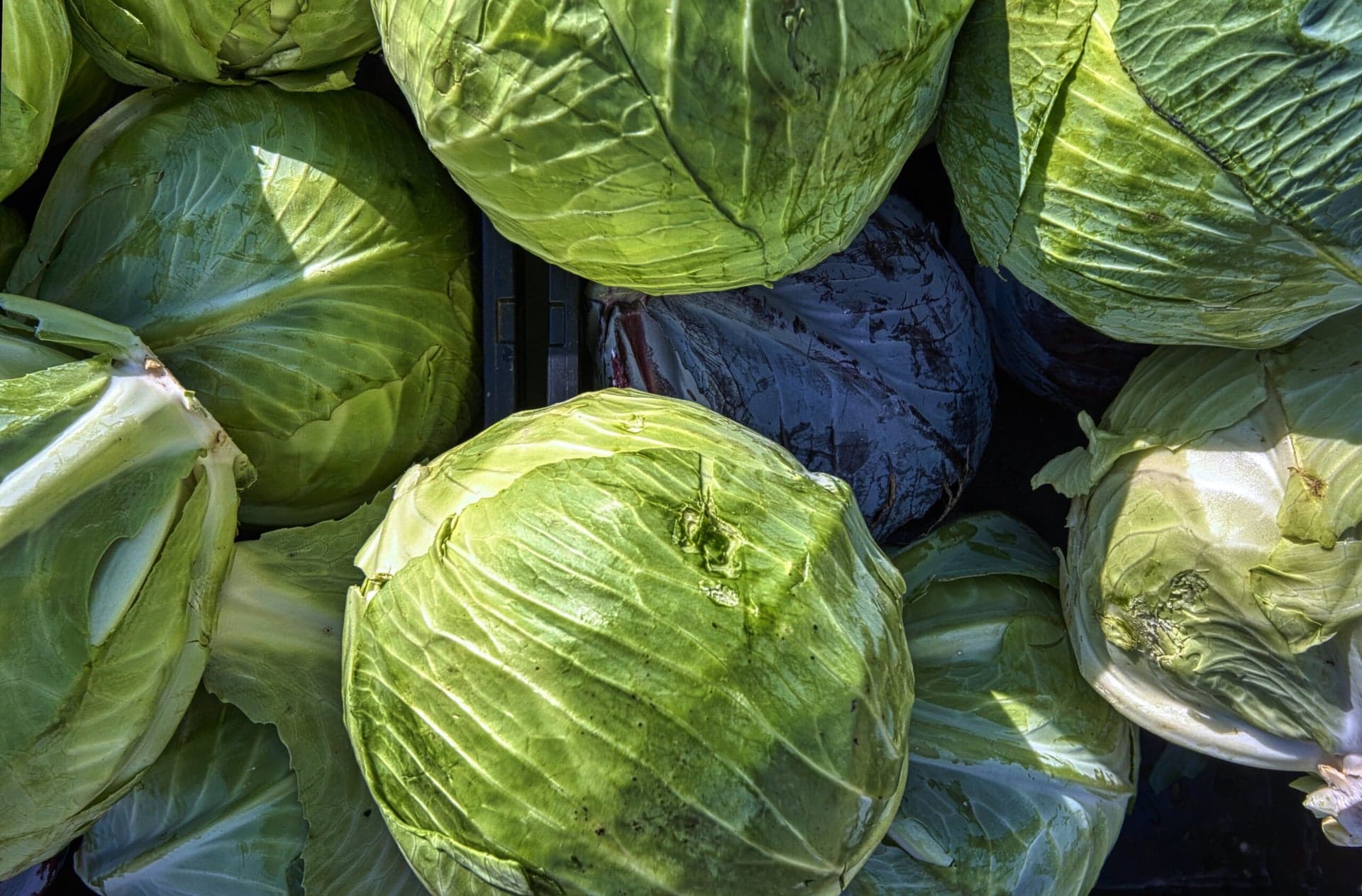 Kurser for offentlige køkkener